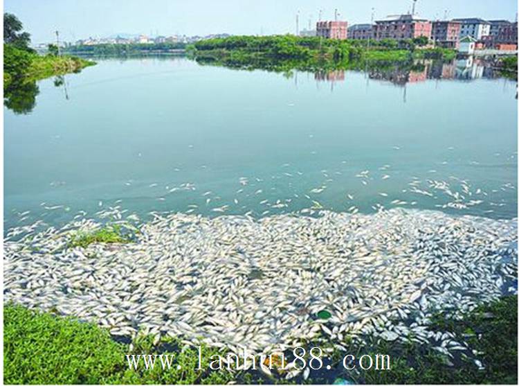 魚塘死魚 3