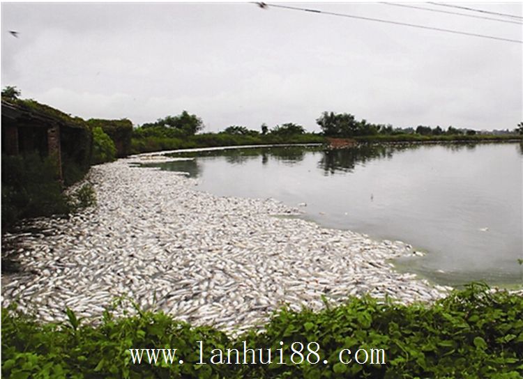 魚塘死魚 5