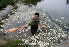 河南干旱，旱情嚴重上萬活魚死亡