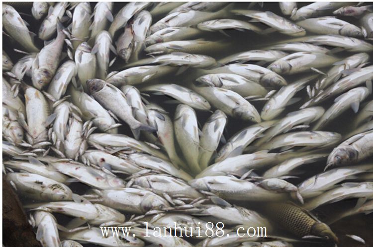 魚塘死魚 2